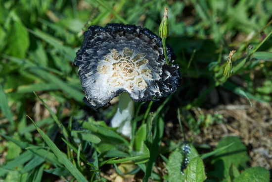 Coprinus sp.