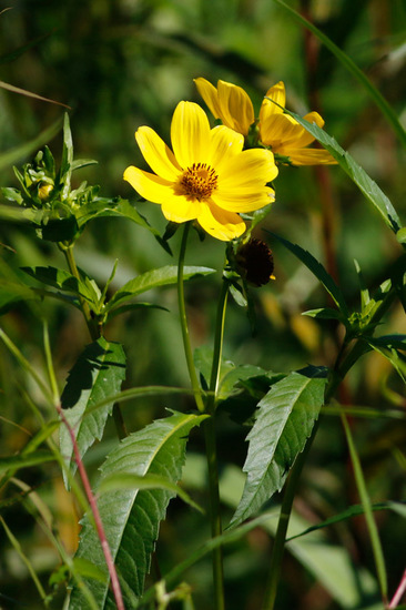 Flechilla/Larger bur-marigold