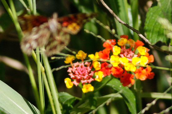 Lantana