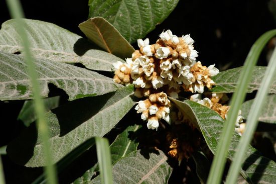 Níspero/loquat