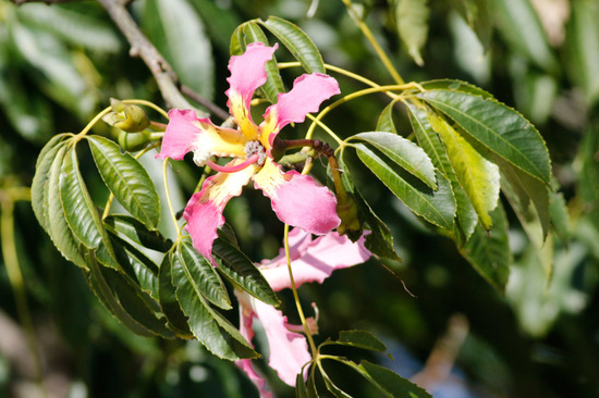 Palo borracho/Silk floss tree