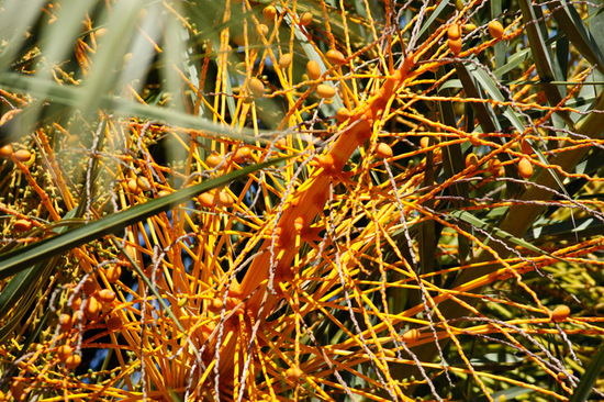 Pindó/Queen palm