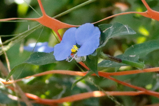 Flor de Santa Lucía/Whitemouth dayflower