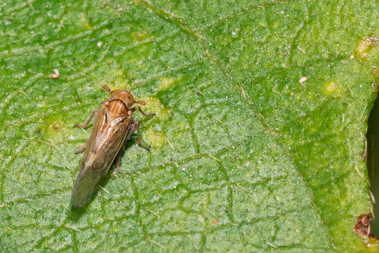 Planthoppers