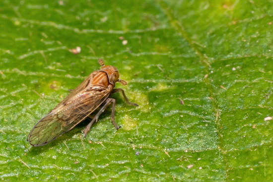 Planthoppers