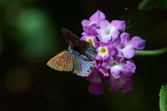 Frotadora enana