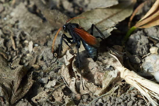 Spider wasp