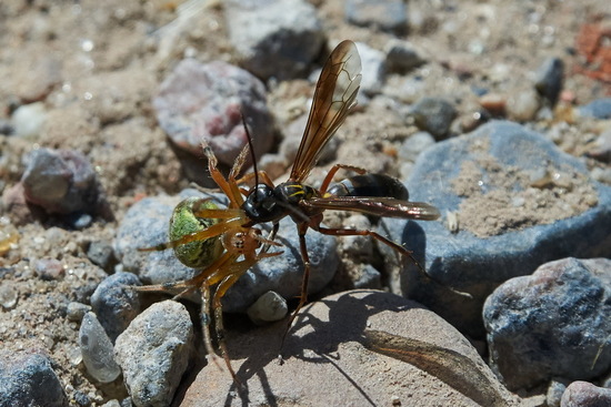 Spider wasp