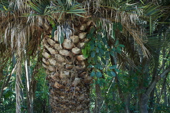 Higuerón/Wild fig tree