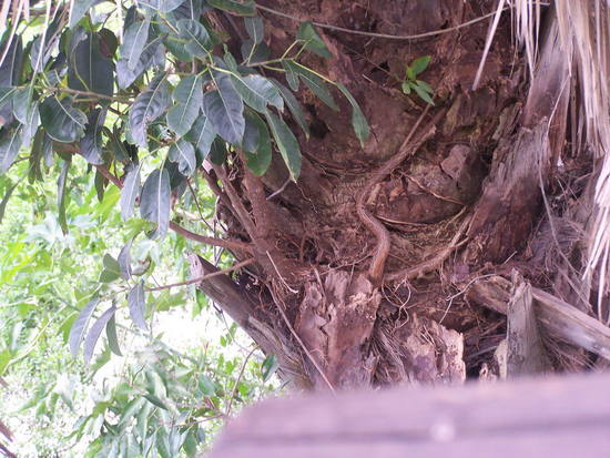 Higuerón/Wild fig tree