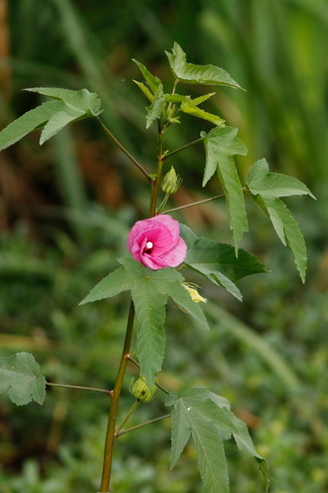 Rosa del río/Striped rosemallow