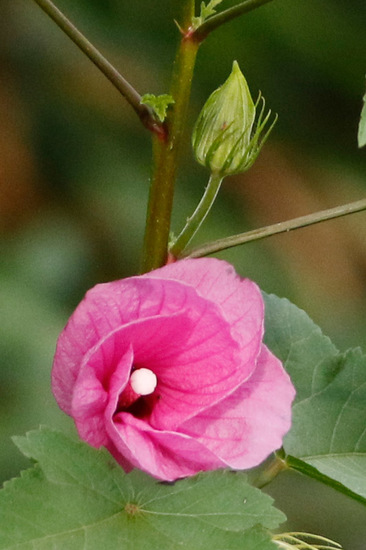 Rosa del río/Striped rosemallow