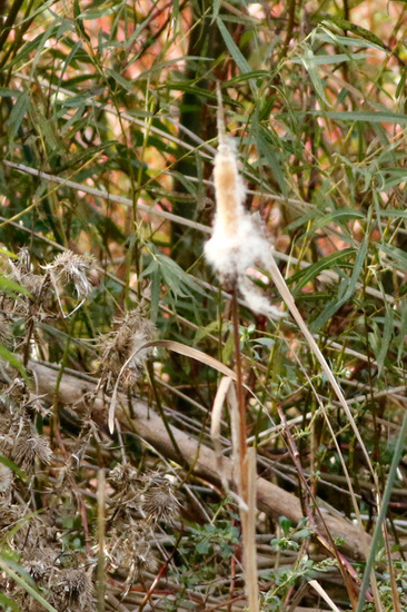 Totora/Cattail