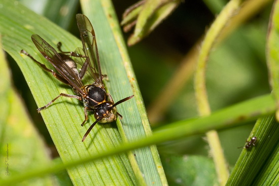 Potter and paper wasps