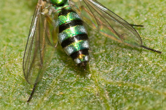 Long-legged flies