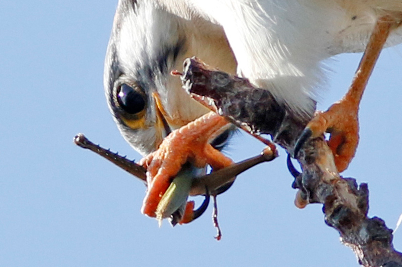 The same American kestrel?