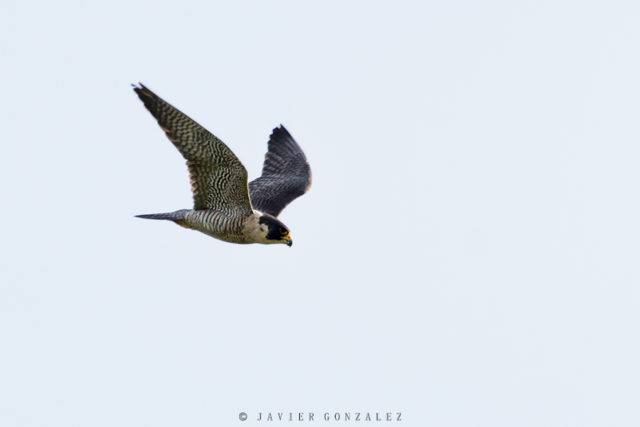 Peregrino en vuelo