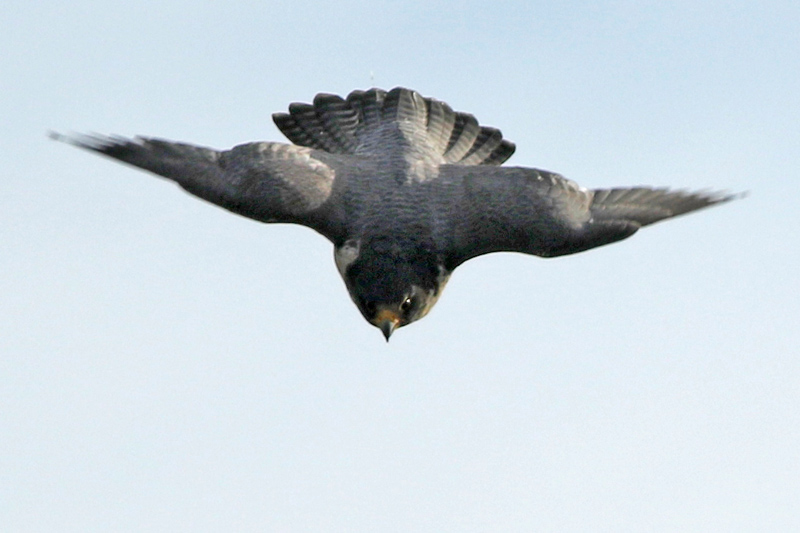 Un peregrino en busca de comida