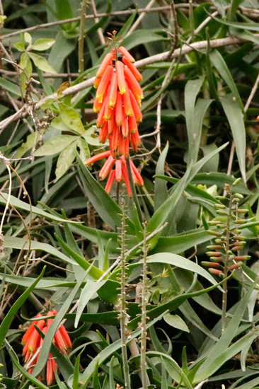 Aloe trepador/Climbing aloe