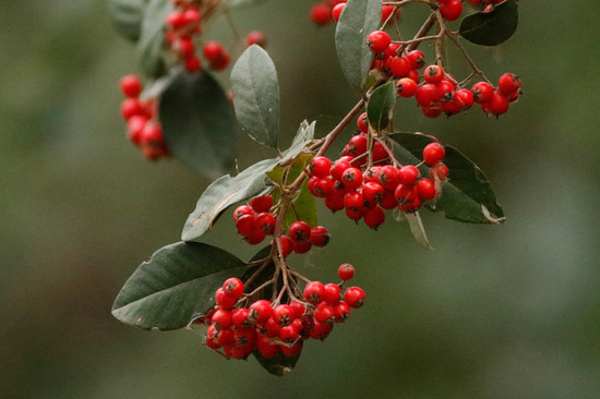 Cotoneaster/Glaucous cotoneaster