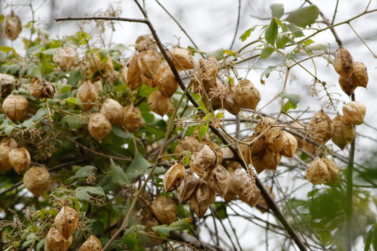 Globito cipó/Balloon vine