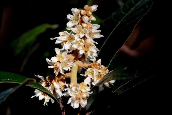 Níspero/Loquat