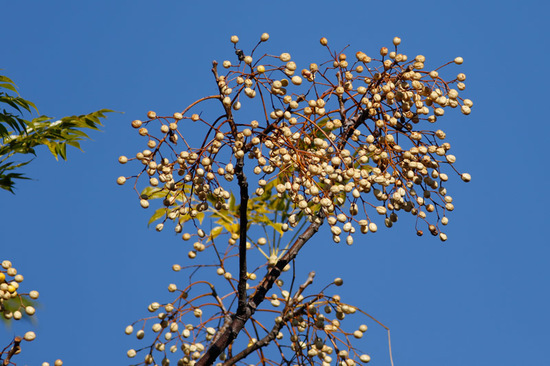 Paraíso/White cedar