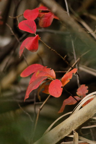 Enredadera de Virginia/Virginia creeper