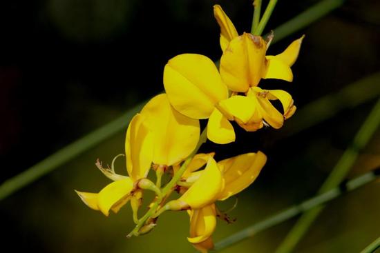 Retama/Spanish broom