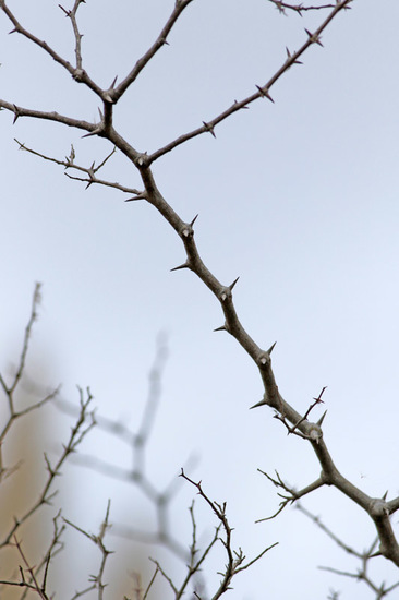 Tala/Desert hackberry