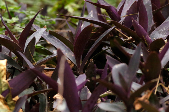 Tradescantia púrpura/Purple wandering jew