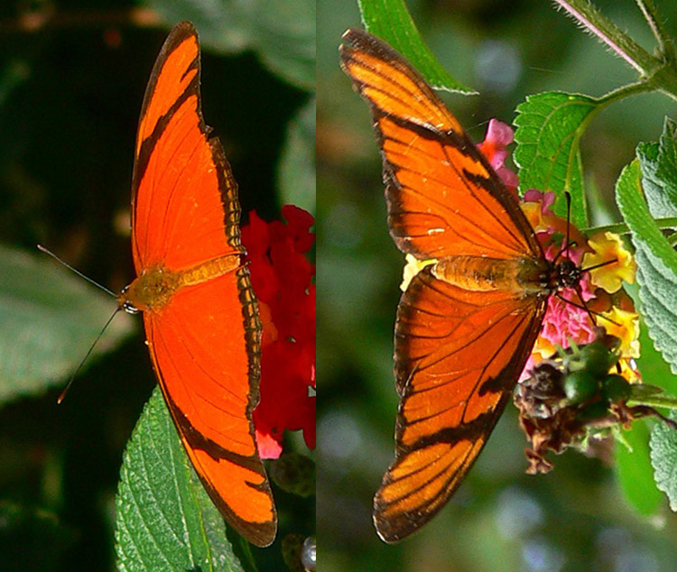 Julia and Juno silverspot