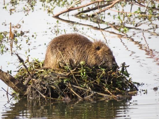Coypu