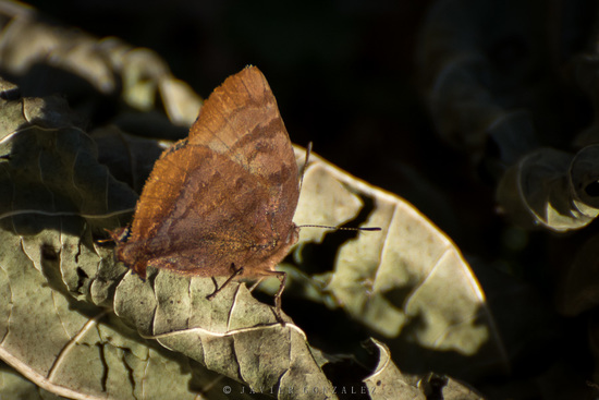 Malina hairstreak