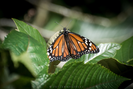 Southern Monarch