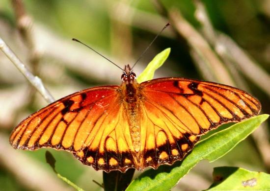 Mexican silverspot