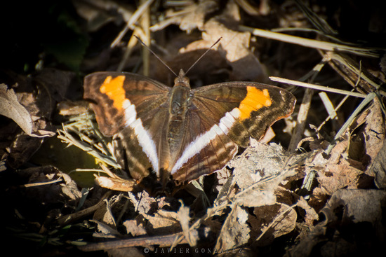 Laurentia Emperor