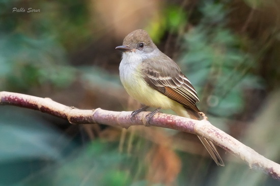 Brown-crested Flycatcher