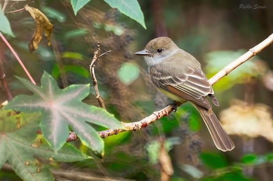 Brown-crested Flycatcher