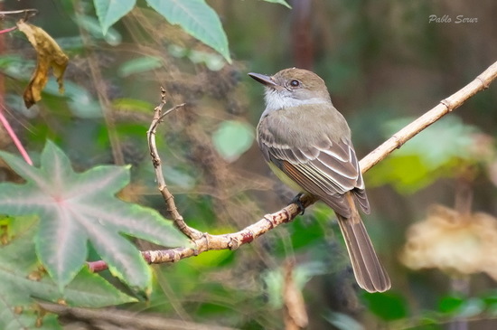 Brown-crested Flycatcher