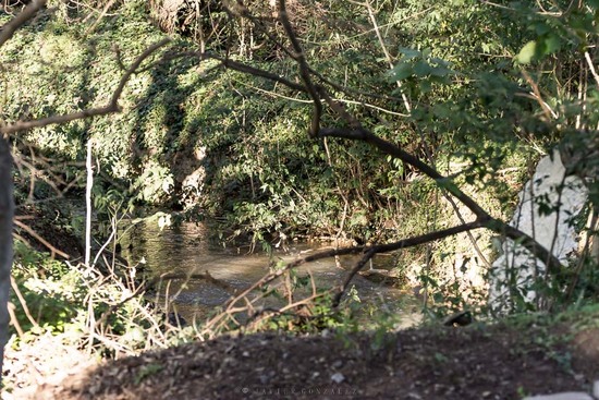 Agua en Coipos/Water in Coypu Pond