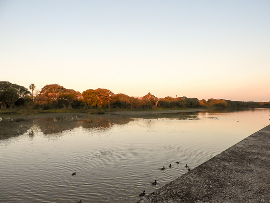 Agua en Coipos/Water in Coypu Pond