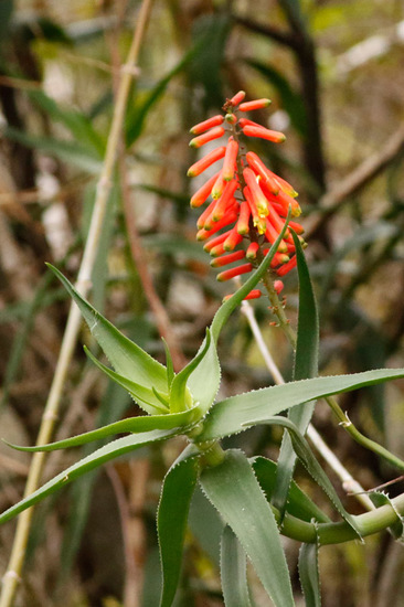 Aloe trepador/Climbing aloe