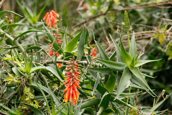 Aloe trepador/Climbing aloe