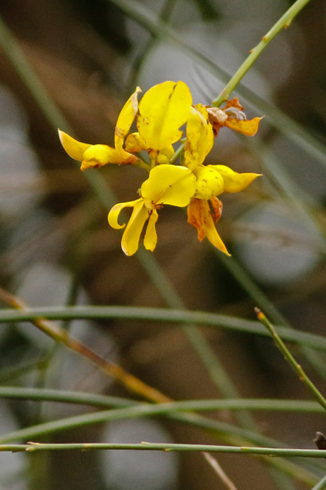 Retama/Spanish broom