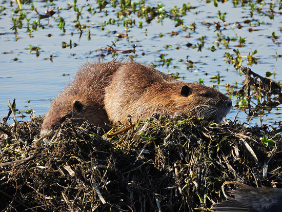 Coypu