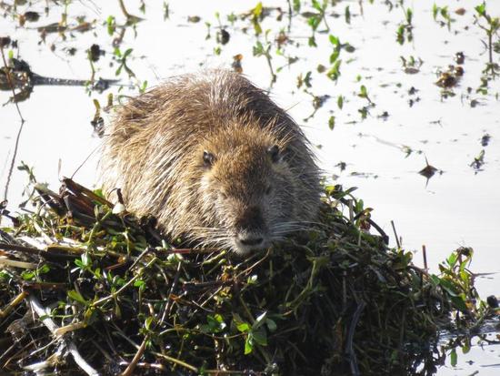 Coypu