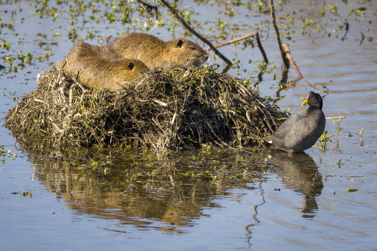 Coypu