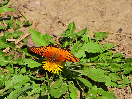 Mexican silverspot