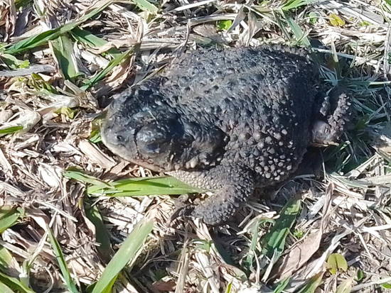 Bella Vista toad